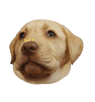 「トントン」オフェルの犬。（個別スタンプ：18）