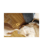 「トントン」オフェルの犬。（個別スタンプ：23）