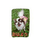 sarah lovedog（個別スタンプ：1）