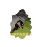 sarah lovedog（個別スタンプ：2）
