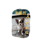 sarah lovedog（個別スタンプ：5）