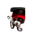 sarah lovedog（個別スタンプ：6）