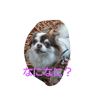 sarah lovedog（個別スタンプ：8）