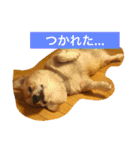 トランプとブルーノの日常（個別スタンプ：3）