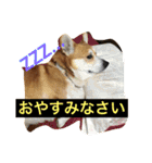 トランプとブルーノの日常（個別スタンプ：4）