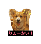 トランプとブルーノの日常（個別スタンプ：5）