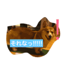 トランプとブルーノの日常（個別スタンプ：6）