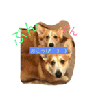 トランプとブルーノの日常（個別スタンプ：7）