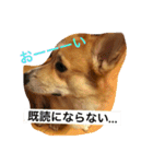トランプとブルーノの日常（個別スタンプ：8）