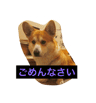 トランプとブルーノの日常（個別スタンプ：9）