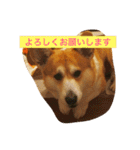 トランプとブルーノの日常（個別スタンプ：11）