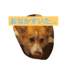 トランプとブルーノの日常（個別スタンプ：12）