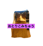 トランプとブルーノの日常（個別スタンプ：16）