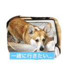 トランプとブルーノの日常（個別スタンプ：17）