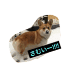 トランプとブルーノの日常（個別スタンプ：18）