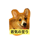 トランプとブルーノの日常（個別スタンプ：19）