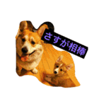トランプとブルーノの日常（個別スタンプ：21）