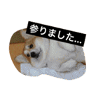 トランプとブルーノの日常（個別スタンプ：22）