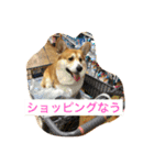 トランプとブルーノの日常（個別スタンプ：23）