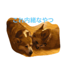 トランプとブルーノの日常（個別スタンプ：26）