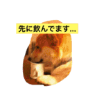 トランプとブルーノの日常（個別スタンプ：30）