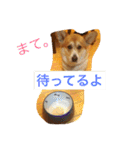 トランプとブルーノの日常（個別スタンプ：32）