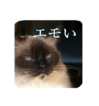 ruri's pic2.5（個別スタンプ：1）