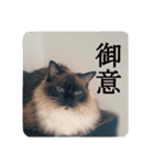 ruri's pic2.5（個別スタンプ：3）
