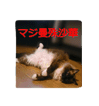 ruri's pic2.5（個別スタンプ：4）