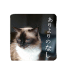 ruri's pic2.5（個別スタンプ：6）