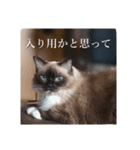 ruri's pic2.5（個別スタンプ：7）