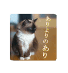 ruri's pic2.5（個別スタンプ：8）