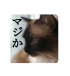 ruri's pic2.5（個別スタンプ：11）