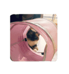 ruri's pic2.5（個別スタンプ：16）