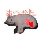 白猫 テミンの日常スタンプ（個別スタンプ：9）