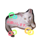 白猫 テミンの日常スタンプ（個別スタンプ：14）
