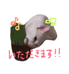白猫 テミンの日常スタンプ（個別スタンプ：22）
