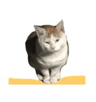 happy CAT...（個別スタンプ：3）