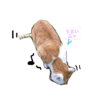 happy CAT...（個別スタンプ：4）