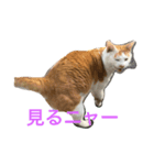 happy CAT...（個別スタンプ：5）