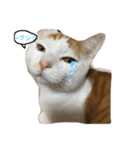 happy CAT...（個別スタンプ：7）