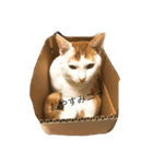 happy CAT...（個別スタンプ：8）
