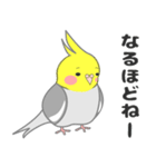 たっぷりオカメインコ（個別スタンプ：11）