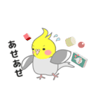 たっぷりオカメインコ（個別スタンプ：24）