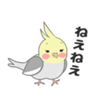 たっぷりオカメインコ（個別スタンプ：38）