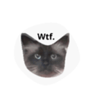 Mishka the Funny cat 2.（個別スタンプ：3）