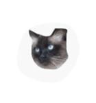 Mishka the Funny cat 2.（個別スタンプ：6）