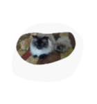 Mishka the Funny cat 2.（個別スタンプ：11）