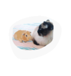 Mishka the Funny cat 2.（個別スタンプ：12）