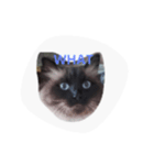 Mishka the Funny cat 2.（個別スタンプ：14）